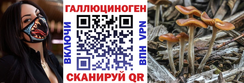 ОМГ ОМГ ONION  Высоцк  Галлюциногенные грибы Psilocybine cubensis 